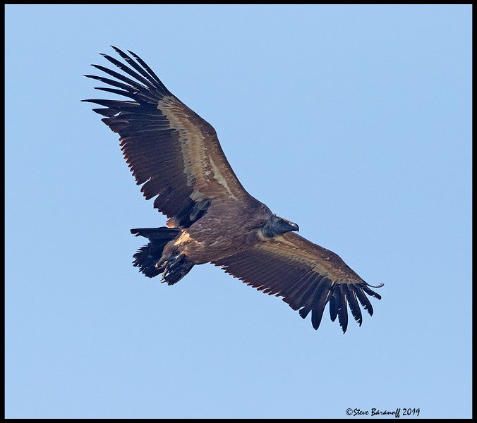 _9SB2494 griffon vulture.jpg